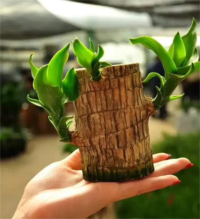 Lucky Brazil Wood Potted Plant🎊