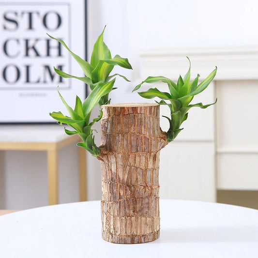 Lucky Brazil Wood Potted Plant🎊